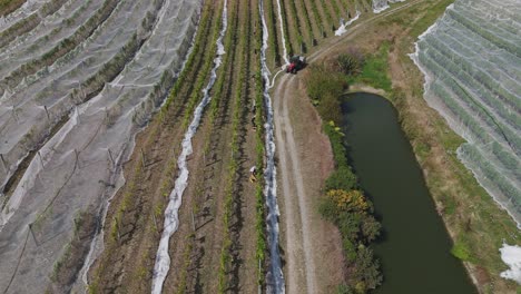 trabajadores cosechando tumbas en un viñedo en nueva zelanda mientras un tractor pasa