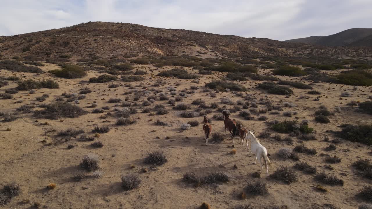 seguimiento por drones de un grupo de caballos salvajes corriendo montaña abajo al atardecer