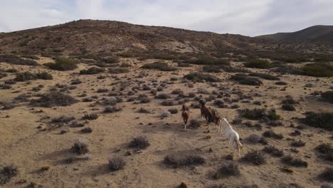 Seguimiento-Por-Drones-De-Un-Grupo-De-Caballos-Salvajes-Corriendo-Montaña-Abajo-Al-Atardecer