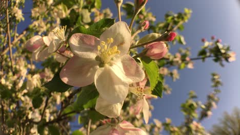 Weiße-Blumen-Im-Baum-Wehen-Im-Wind