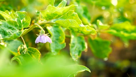 fresh farm green plant vegetable with  falling spring water