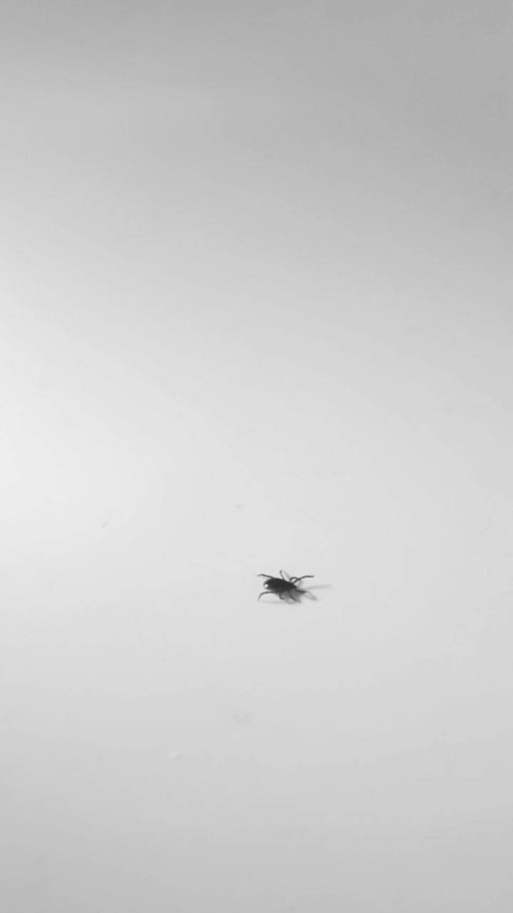 Macro view of a tiny deer tick, an ixodes ricinus parasite and known carrier of encephalitis and Lyme disease, moving its legs on a clean, isolated white background in slow motion