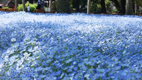 Campo-De-La-Flor-Nemophila-Azul-En-El-Jardín-Del-Parque-Hibiya--tokio,-Japón-En-Verano-Primavera-Sol-Día-Tiempo--4k-Uhd-Video-Filmación-Corta