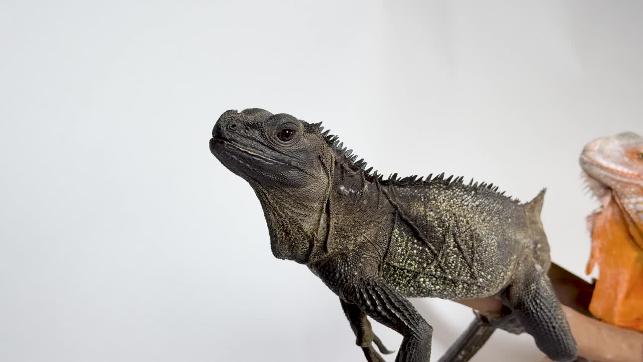 Close-up studio shot of green iguana eating mealworm with tongs, orange iguana background, static camera