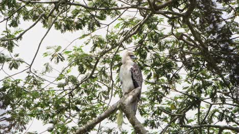 Looking-to-the-right-and-moving-its-head-while-perched-on-a-branch-as-the-afternoon-sun-brightens-and-the-wind-getting-stronger,-Philippine-Eagle-Pithecophaga-jefferyi,-Philippines