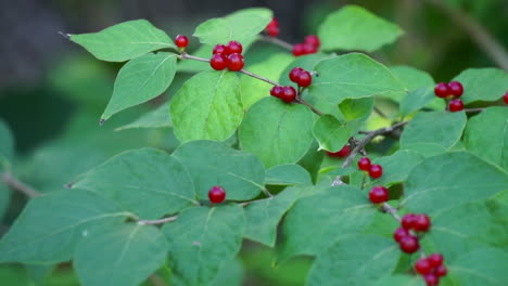 Close-up-honeysuckle-plant-with-red-berries