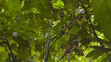 a group of black-capped squirrel monkeys moves through branches, exploring peru’s amazon for food.
