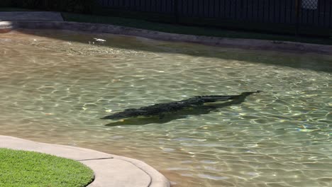 crocodile gliding through water in zoo enclosure