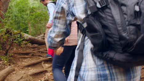 familia con niños adolescentes caminando por un bosque, vista de atrás
