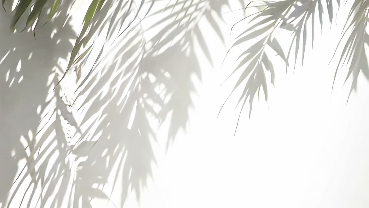 Soft focus video of palm leaf shadows on a white wall, captured from a high angle, creating a serene
