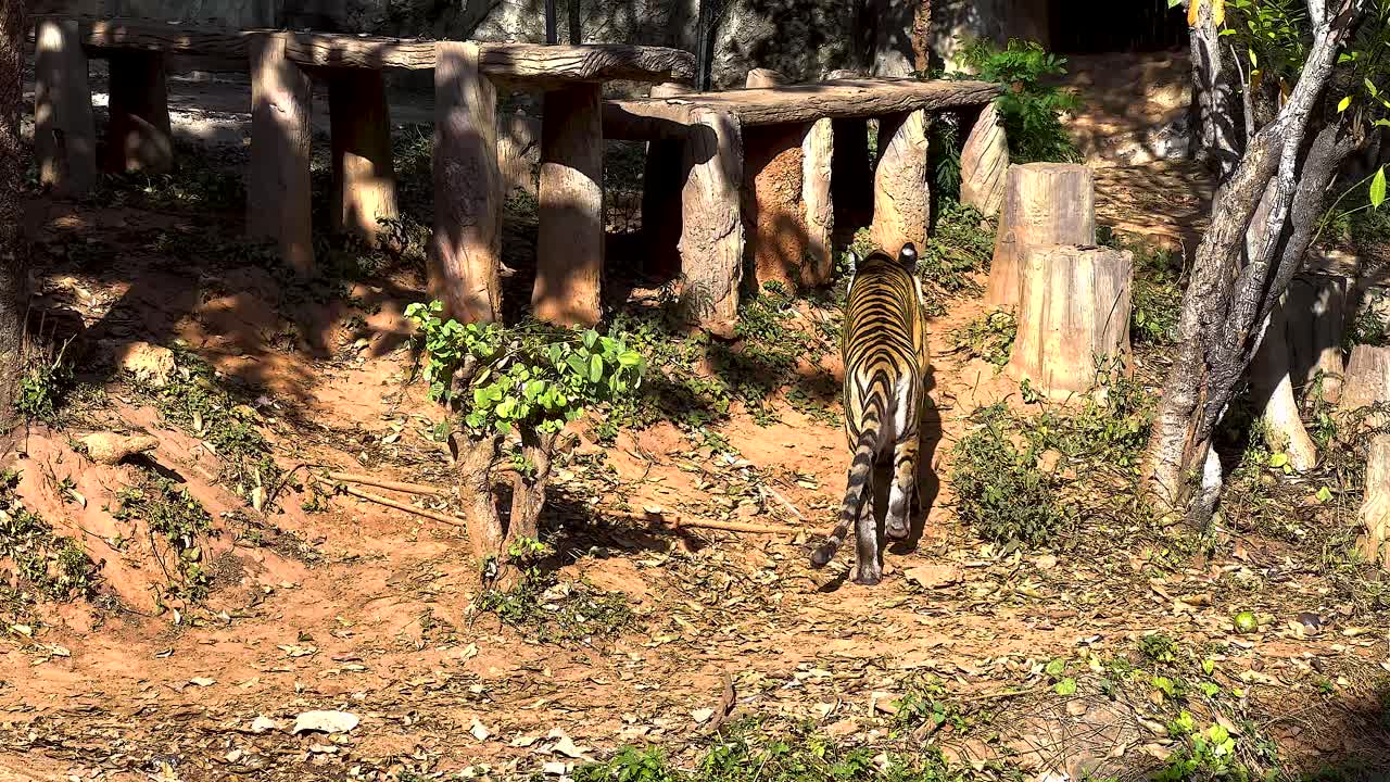 un tigre caminando por su hábitat naturalista del zoológico