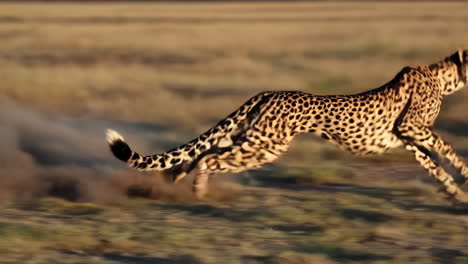el guepardo corriendo en la sabana africana