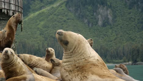 Bandada-De-Leones-Marinos-Descansando-En-La-Costa-De-Alaska,-Animal-Norteamericano-En-Un-Hábitat-Natural-Frío,-Cierre-De-Marco-Completo-En-Cámara-Lenta