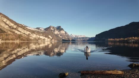 swiss nature walensee lake wales wildlife fauna swan wild bird switzerland mountain reflection