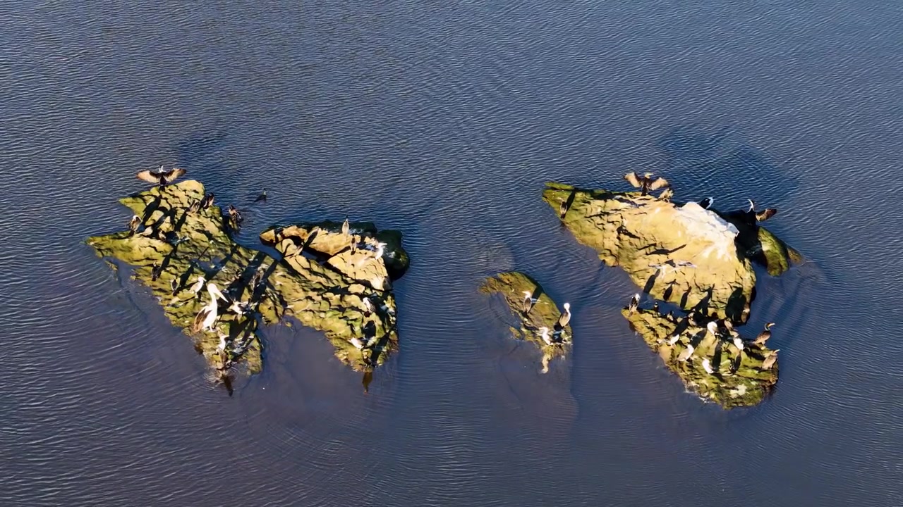 Ripresa aerea con drone dall'alto di cormorani appollaiati su rocce muschiose a South Arm, Nuovo Galles del Sud
