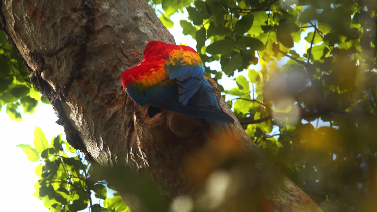 un par de guacamayos escarlatas anidando en un hueco de árbol en el dosel de la selva tropical del perú , hembra asomándose
