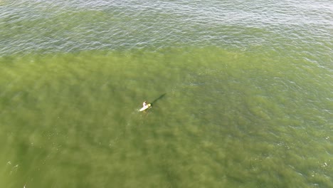 drone captures a lone paddleboarder navigating tranquil, green waters under soft lighting