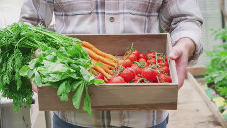 primer plano de un hombre mayor sosteniendo una caja de verduras cultivadas en casa en un invernadero
