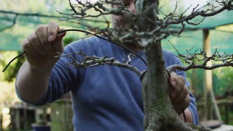 caucasian male gardener taking care of bonsai tree at garden center