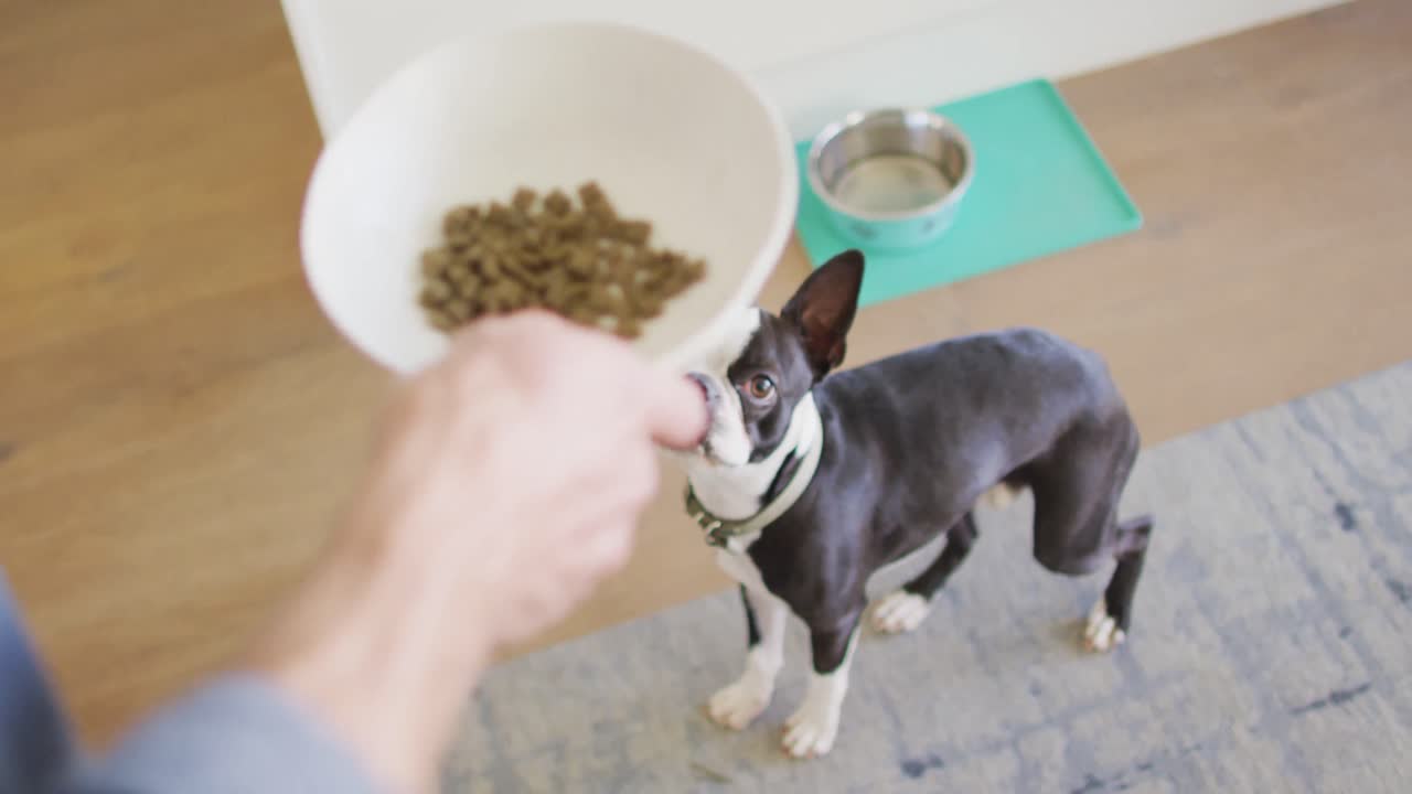 hombre caucásico entrenando y alimentando a su perro en casa
