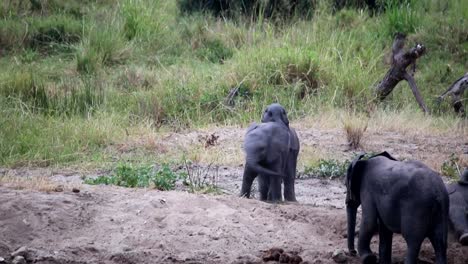 two young african elephants calves playing with their trunks in muddy and sandy terrain