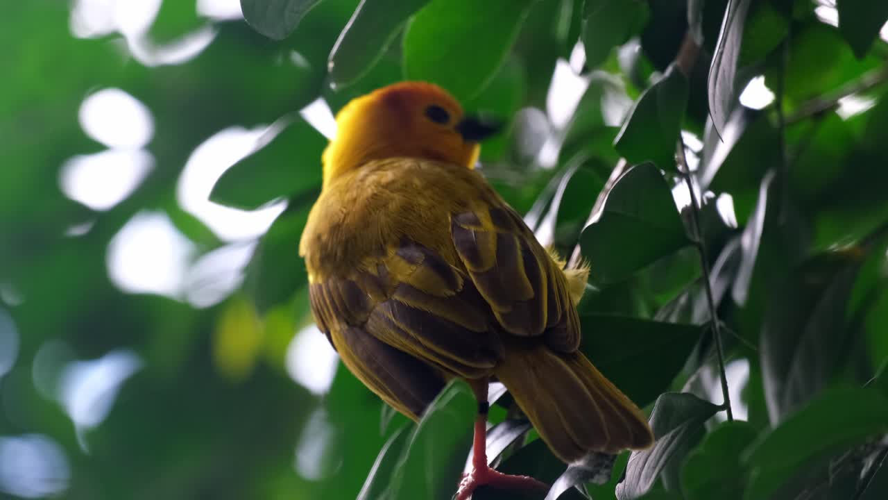 Yellow Bird in a Tree