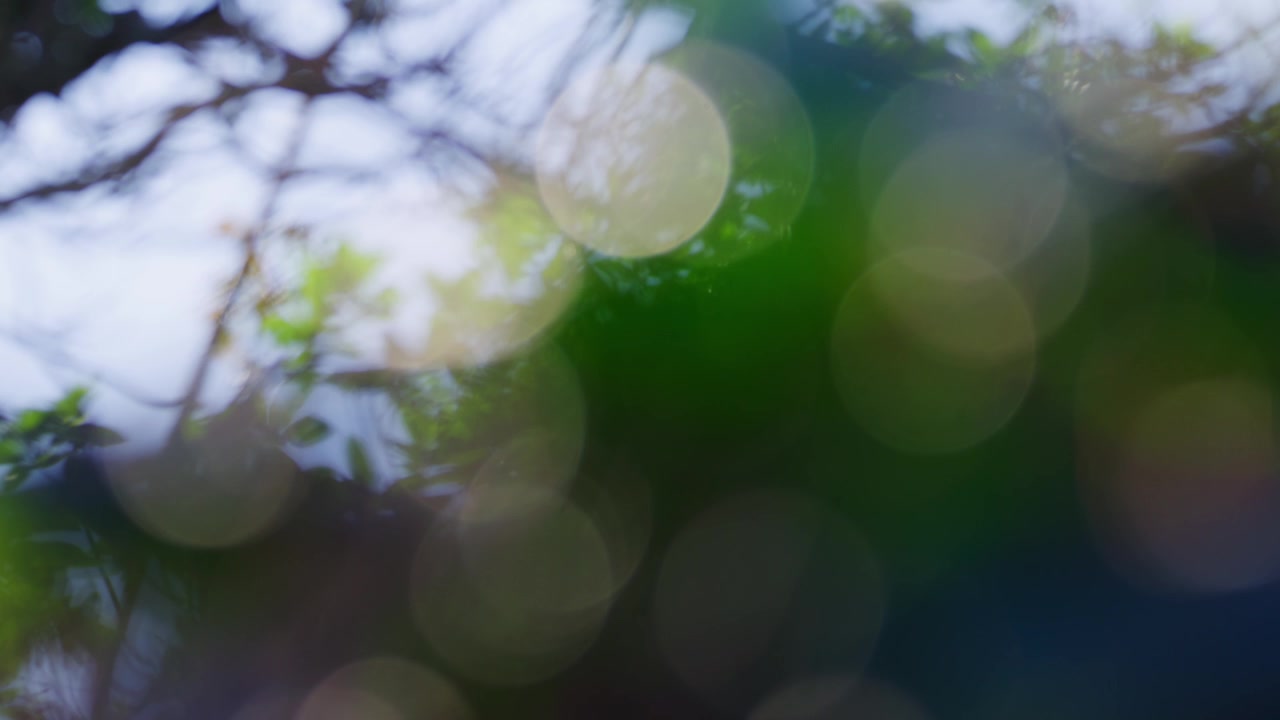 Abstract Bokeh Light Orbs Green Trees, Slow Motion