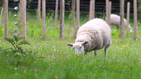 a texel sheep grazing on the green grass with tiny yellow flowers in new zealand - medium shot