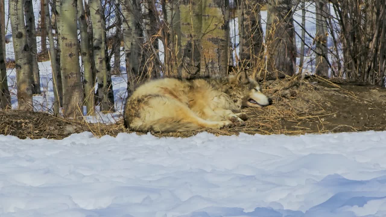Resting gray wolf relaxes beside snow and bare woodland in a quiet winter setting, highlighting thick coat texture, calm behavior, and the stillness of a cold outdoor habitat