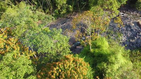 Downward-Spiraling-Drone-Shot-of-Trees-and-Creek-Near-Lake-Fuquene