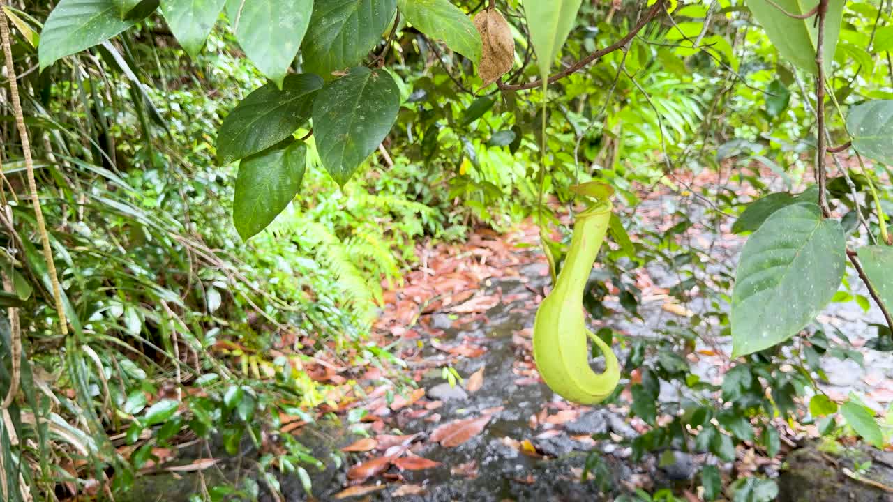 A green Nepenthes pitcher plant hangs from a vine in a dense tropical rainforest environment