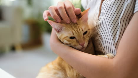 woman working on laptop with cat