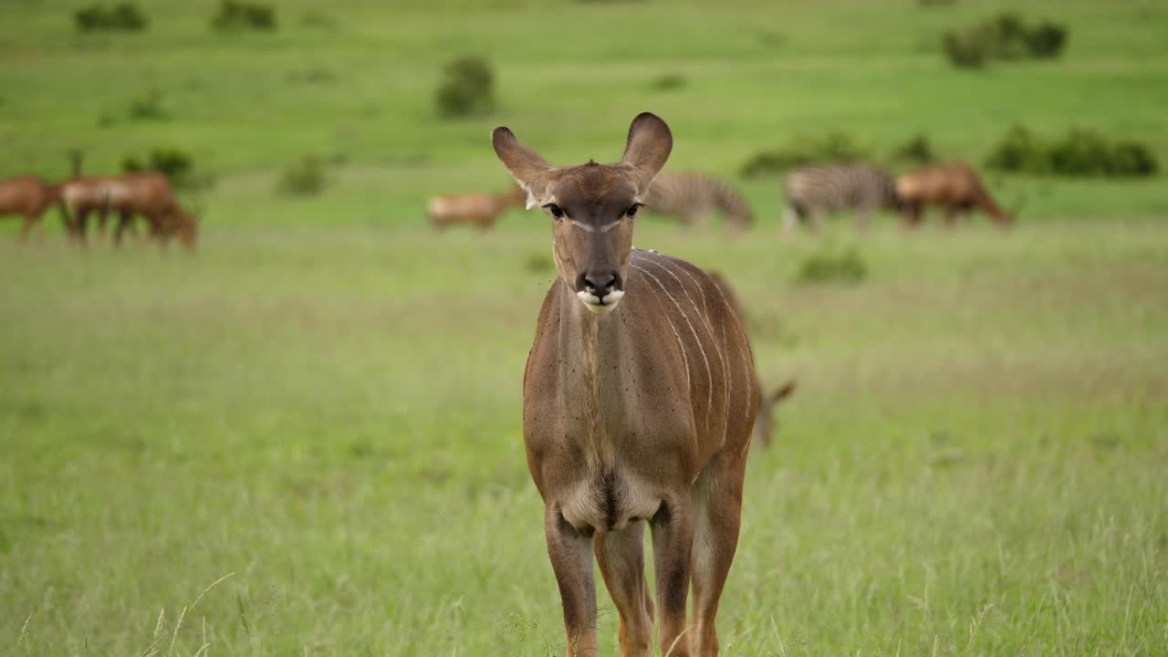 kudu femenino masticando y tragando en safari africano, rebaño en segundo plano, retrato, primer plano, enfoque selectivo