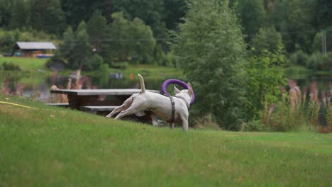 a small white terrier jumps to catch a toy and catches it