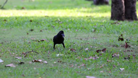 a crow walking across a grassy field with trees.