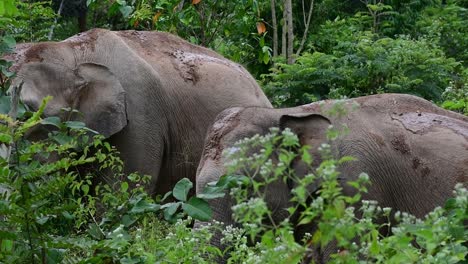 Die-Asiatischen-Elefanten-Sind-Vom-Aussterben-Bedroht-Und-Sie-Sind-Auch-In-Thailand-Beheimatet