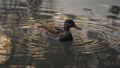 Nahaufnahme-Der-Ente,-Die-Bei-Wunderschöner-Sonnenuntergangsbeleuchtung-Auf-Dem-Wasser-Des-Sees-Schwimmt