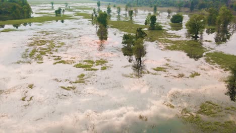 humedal de bosque pantanoso con hierba y árboles en la superficie del agua reflectante