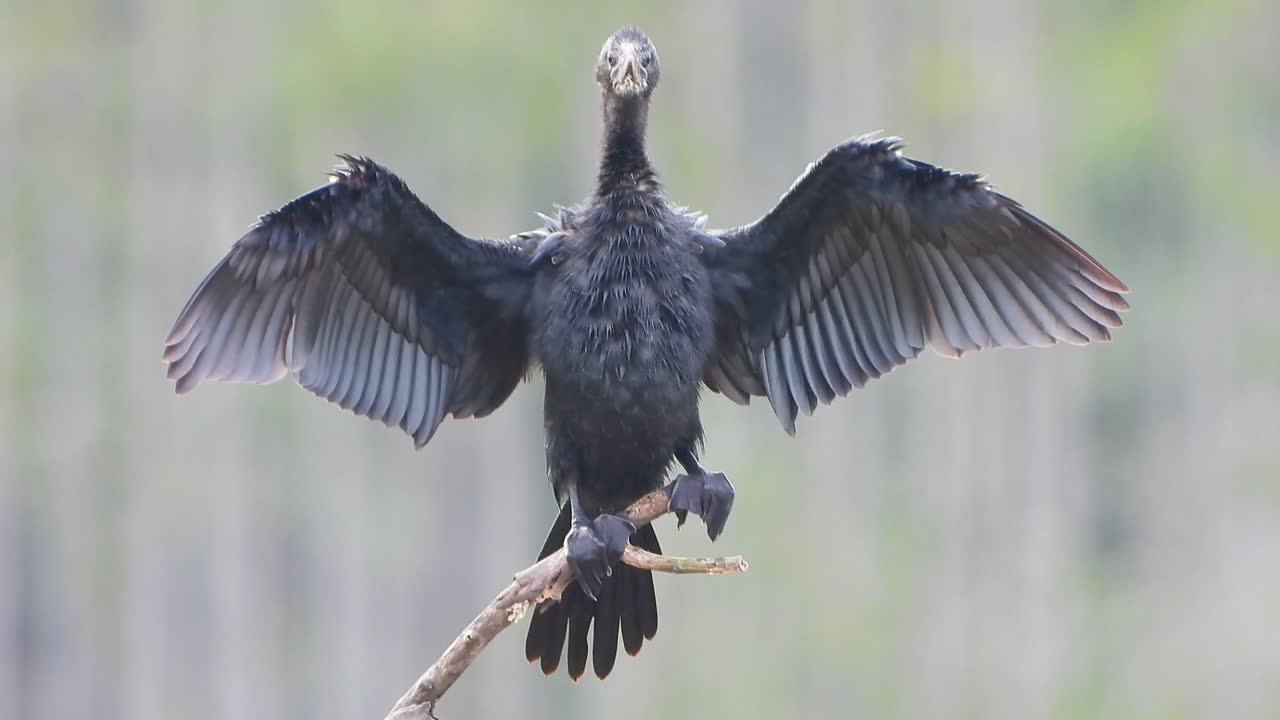 Cormorani che si rilassano su uno stagno