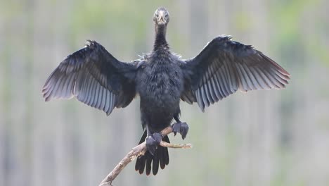 Cormorants-chilling-on-pond-.