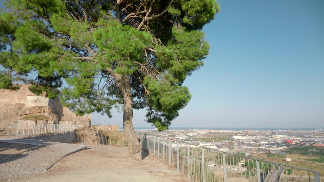 Un grande pino si erge accanto a rovine in pietra e una ringhiera metallica su un belvedere elevato, con un paesaggio urbano, orizzonte e costa distanti sotto un cielo azzurro limpido, con dettagli di pino, albero, belvedere e rovina.