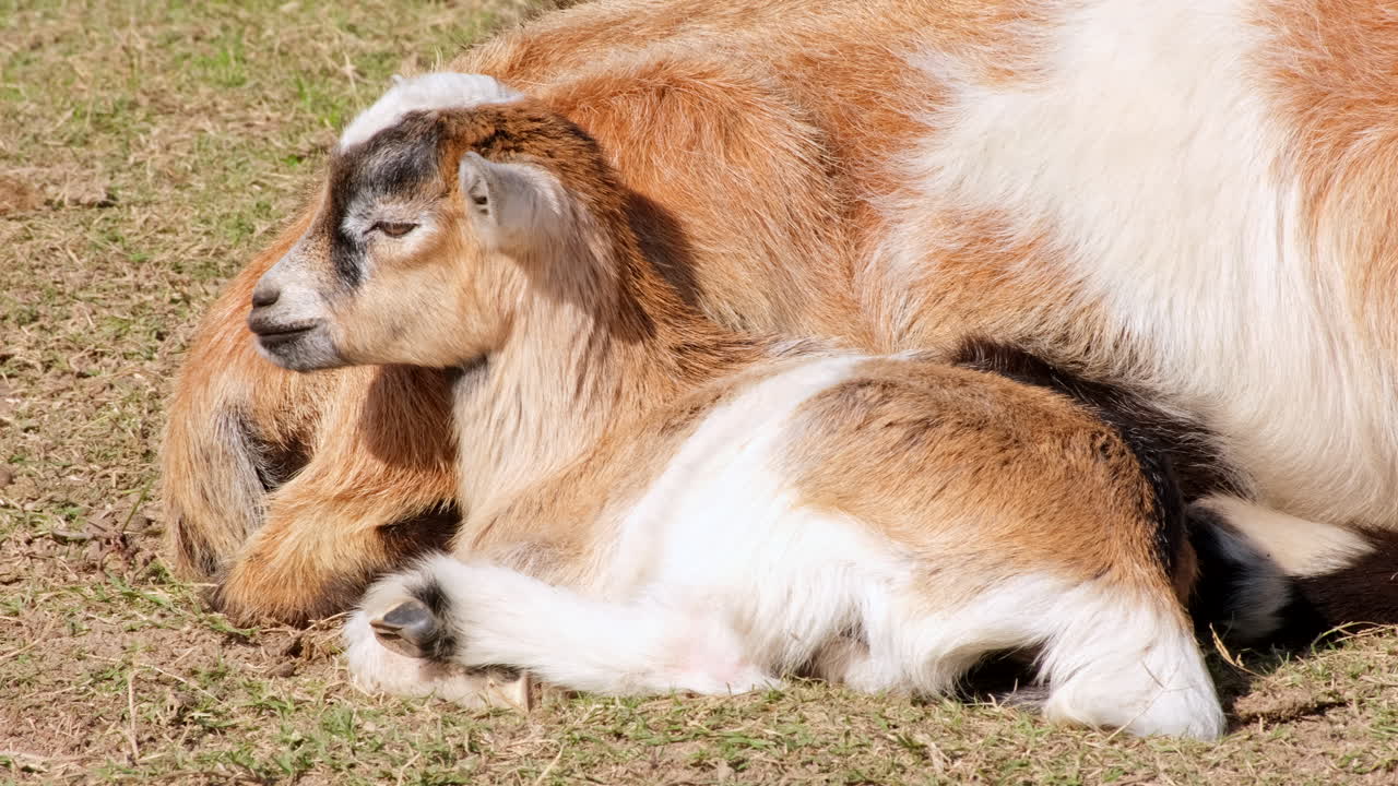Close-up of cute baby goat lying down in sun snuggling against mom in pasture