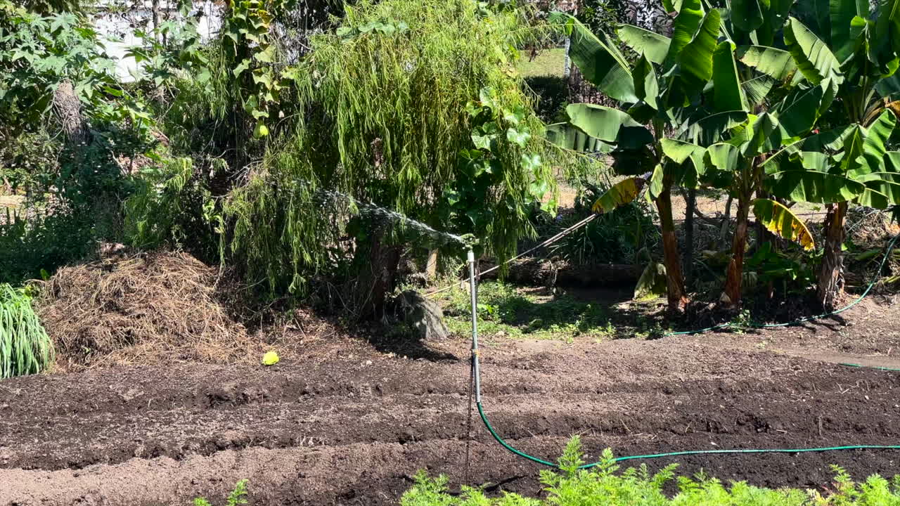 Sprinkler air otomatis berputar di perkebunan pisang tanduk