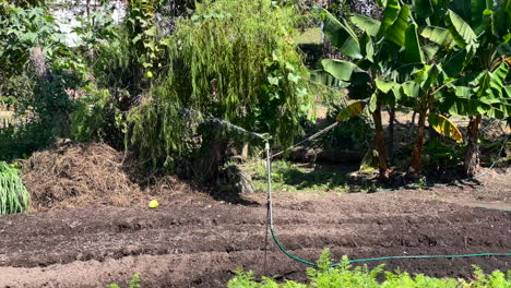 rociador automático de agua gira en el cultivo de plátano