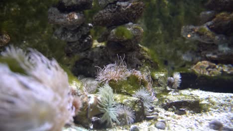 Algas-Tropicales-Y-Corales-Con-Pequeños-Peces-Nadando-Alrededor-Comiendo