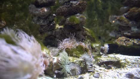 algas tropicales y corales con pequeños peces nadando alrededor comiendo