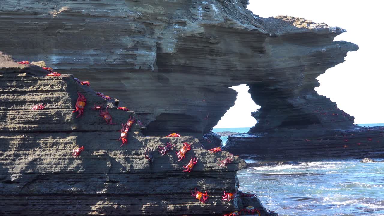 밝은 빨간색 샐리 라이트풋 게는 갈라파고스 해안의 바위에 달라붙습니다