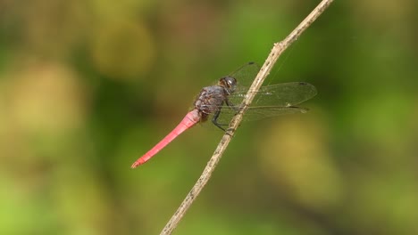 dragonfly in pond area .