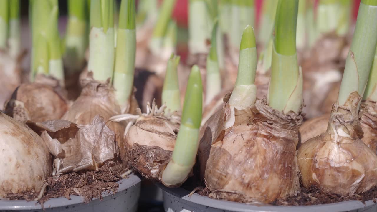 Potted Bulbs Ready to Bloom