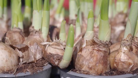potted bulbs ready to bloom